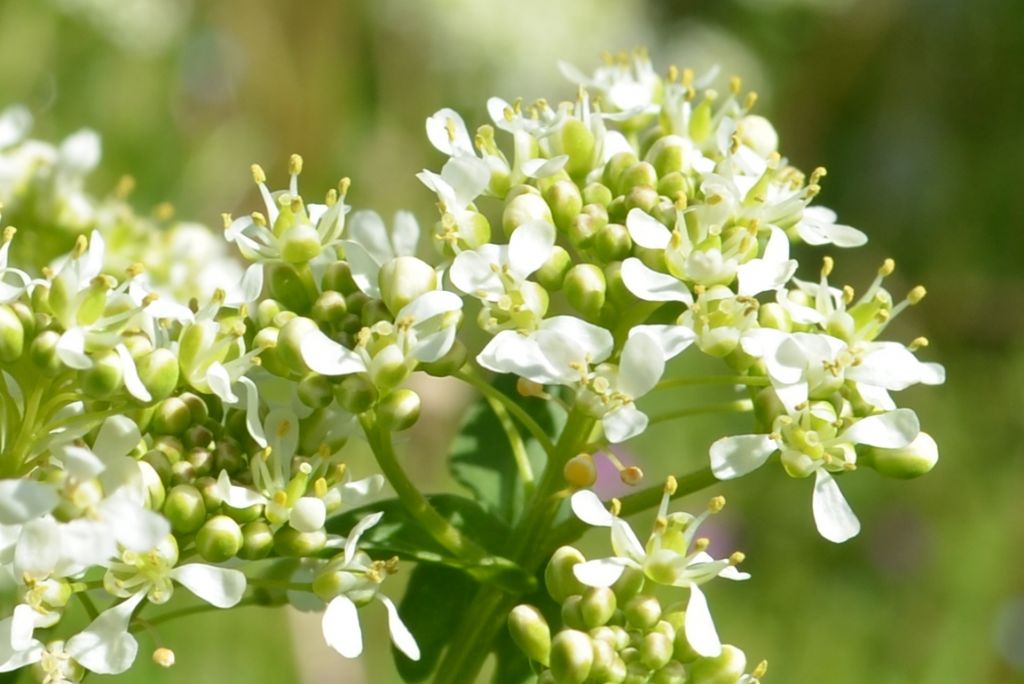 Roncola bassa (BG) : Cardaria draba